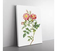 Pink Queen Elizabeth'S Sweetbriar Rose By Pierre Joseph Redoute Vintage Canvas Wall Art Print Ready to Hang, Framed Picture for Living Room Bedroom Home Office Décor, 60x40 cm (24x16 Inch)