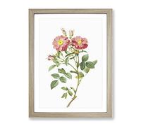 Pink Queen Elizabeth'S Sweetbriar Rose By Pierre Joseph Redoute Vintage Framed Wall Art Print, Ready to Hang Picture for Living Room Bedroom Home Office Décor, Oak A3 (34 x 46 cm)