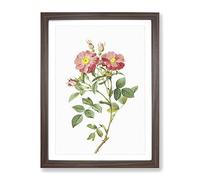Pink Queen Elizabeth'S Sweetbriar Rose By Pierre Joseph Redoute Vintage Framed Wall Art Print, Ready to Hang Picture for Living Room Bedroom Home Office Décor, Walnut A4 (34 x 25 cm)