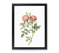 Pink Queen Elizabeth'S Sweetbriar Rose By Pierre Joseph Redoute Vintage Framed Wall Art Print, Ready to Hang Picture for Living Room Bedroom Home Office Décor, Black A2 (64 x 46 cm)