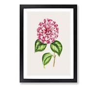 Pink Queen Victoria Camellia Illustration Framed Print | A2 Black Framed Wall Art | Ready to Hang | Modern Floral Picture | Living Room Bedroom Lounge Office