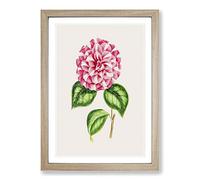 Pink Queen Victoria Camellia Illustration Framed Print | A2 Oak Framed Wall Art | Ready to Hang | Modern Floral Picture | Living Room Bedroom Lounge Office