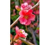 Pink Quince Blossom A5 Lined Glossy Hardback Notebook: Cottage Garden Gift, Botanist Notebook, Quince Tree Notebook