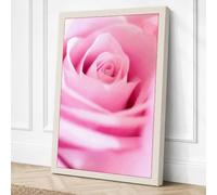 Pink Rose Detail Botanical Canvas Wall Art Print 24x16 Inch
