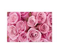 Pink Rose1