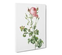 Pink Rosebush In Bloom By Pierre Joseph Redoute Canvas Print | Gallery Wrapped 30mm Frame Wall Art | 20x14 inches | Ready to Hang | Retro Picture | Living Room Bedroom Lounge Office