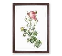 Pink Rosebush in Bloom by Pierre-Joseph Redoute Framed Print | A2 Walnut Framed Wall Art | Ready to Hang | Modern Nature Picture | Living Room Bedroom Lounge Office