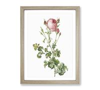 Pink Rosebush In Bloom By Pierre Joseph Redoute Vintage Framed Print | A2 Oak Framed Wall Art | Ready to Hang | Classic Nature Picture | Living Room Bedroom Lounge Office
