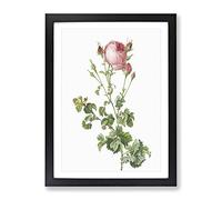 Pink Rosebush In Bloom By Pierre Joseph Redoute Vintage Framed Print | A4 Black Framed Wall Art | Ready to Hang | Classic Nature Picture | Living Room Bedroom Lounge Office