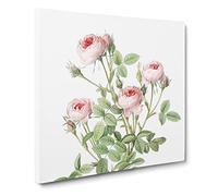 Pink Roses by Pierre Joseph Redoute Canvas Print | Gallery Wrapped 30mm Frame Wall Art | 20x20 inches | Ready to Hang | Retro Floral Picture | Living Room Bedroom Lounge Office