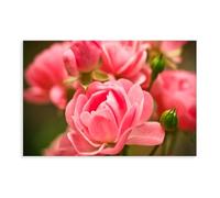 Pink Roses, Garden, Blur, Close-up Mood Healing Canvas Wall Art Posters And Prints Room Aesthetic Bedroom Office Decor 20x30inch(50x75cm)