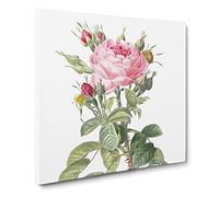 Pink Roses in Bloom by Pierre Joseph Redoute Canvas Print | Gallery Wrapped 30mm Frame Wall Art | 14x14 inches | Ready to Hang | Retro Floral Picture | Living Room Bedroom Lounge Office