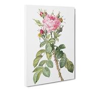 Pink Roses In Bloom By Pierre Joseph Redoute Canvas Print | Gallery Wrapped 30mm Frame Wall Art | 30x20 inches | Ready to Hang | Retro Floral Picture | Living Room Bedroom Lounge Office