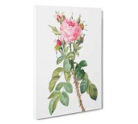 Pink Roses in Bloom by Pierre-Joseph Redoute Canvas Print | Gallery Wrapped 30mm Frame Wall Art | 30x20 inches | Ready to Hang | Modern Floral Picture | Living Room Bedroom Lounge Office