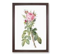 Pink Roses in Bloom by Pierre-Joseph Redoute Framed Print | A2 Walnut Framed Wall Art | Ready to Hang | Modern Nature Picture | Living Room Bedroom Lounge Office
