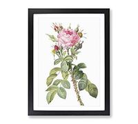 Pink Roses In Bloom By Pierre Joseph Redoute Vintage Framed Print | A4 Black Framed Wall Art | Ready to Hang | Classic Nature Picture | Living Room Bedroom Lounge Office
