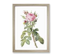 Pink Roses In Bloom By Pierre Joseph Redoute Vintage Framed Print | A4 Oak Framed Wall Art | Ready to Hang | Classic Nature Picture | Living Room Bedroom Lounge Office