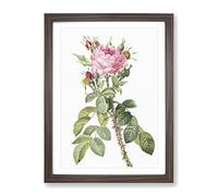 Pink Roses In Bloom By Pierre Joseph Redoute Vintage Framed Print | A4 Walnut Framed Wall Art | Ready to Hang | Classic Nature Picture | Living Room Bedroom Lounge Office