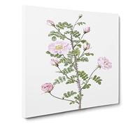 Pink Scotch Briar in Pink by Pierre Joseph Redoute Canvas Print | Gallery Wrapped 30mm Frame Wall Art | 20x20 inches | Ready to Hang | Retro Picture | Living Room Bedroom Lounge Office