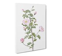 Pink Scotch Briar In Pink By Pierre Joseph Redoute Canvas Print | Gallery Wrapped 30mm Frame Wall Art | 24x16 inches | Ready to Hang | Retro Picture | Living Room Bedroom Lounge Office