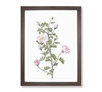 Pink Scotch Briar In Pink By Pierre Joseph Redoute Vintage Framed Wall Art Print, Ready to Hang Picture for Living Room Bedroom Home Office Décor, Walnut A4 (34 x 25 cm)