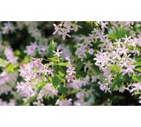 Thompson and Morgan Trachelospermum Asiaticum Pink Shower Potted Plant 9cm 2 Pack - Size: 300 x 300 x 300cm - Thompson & Morgan - Wilko