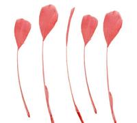 Pink Stripped Coque Style Feathers Coral Pink x 5 - Fascinators, weddings - 6 inches approx by GC