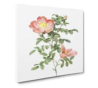 Pink Sweet Briar Rose by Pierre Joseph Redoute Canvas Print | Gallery Wrapped 30mm Frame Wall Art | 14x14 inches | Ready to Hang | Retro Floral Picture | Living Room Bedroom Lounge Office