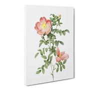 Pink Sweet Briar Rose By Pierre Joseph Redoute Canvas Print | Gallery Wrapped 30mm Frame Wall Art | 24x16 inches | Ready to Hang | Retro Floral Picture | Living Room Bedroom Lounge Office