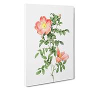 Pink Sweet Briar Rose by Pierre-Joseph Redoute Canvas Print | Gallery Wrapped 30mm Frame Wall Art | 30x20 inches | Ready to Hang | Modern Floral Picture | Living Room Bedroom Lounge Office