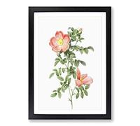 Pink Sweet Briar Rose by Pierre-Joseph Redoute Framed Print | A2 Black Framed Wall Art | Ready to Hang | Modern Floral Picture | Living Room Bedroom Lounge Office