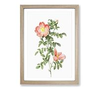 Pink Sweet Briar Rose by Pierre-Joseph Redoute Framed Print | A2 Oak Framed Wall Art | Ready to Hang | Modern Floral Picture | Living Room Bedroom Lounge Office