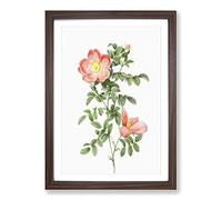 Pink Sweet Briar Rose by Pierre-Joseph Redoute Framed Print | A2 Walnut Framed Wall Art | Ready to Hang | Modern Floral Picture | Living Room Bedroom Lounge Office