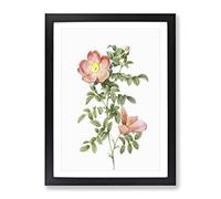 Pink Sweet Briar Rose By Pierre Joseph Redoute Vintage Framed Print | A2 Black Framed Wall Art | Ready to Hang | Classic Floral Picture | Living Room Bedroom Lounge Office