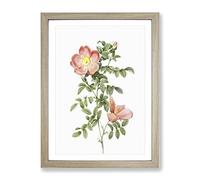Pink Sweet Briar Rose By Pierre Joseph Redoute Vintage Framed Print | A2 Oak Framed Wall Art | Ready to Hang | Classic Floral Picture | Living Room Bedroom Lounge Office