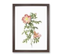 Pink Sweet Briar Rose By Pierre Joseph Redoute Vintage Framed Print | A2 Walnut Framed Wall Art | Ready to Hang | Classic Floral Picture | Living Room Bedroom Lounge Office
