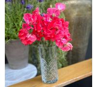 Thompson & Morgan Thompson & Morgan Sweet Pea Geranium Pink 1 Packet