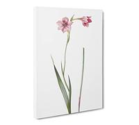 Pink Sword Lily By Pierre Joseph Redoute Canvas Print | Gallery Wrapped 30mm Frame Wall Art | 24x16 inches | Ready to Hang | Retro Floral Picture | Living Room Bedroom Lounge Office