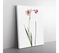 Pink Sword Lily By Pierre Joseph Redoute Vintage Canvas Wall Art Print Ready to Hang, Framed Picture for Living Room Bedroom Home Office Décor, 60x40 cm (24x16 Inch)