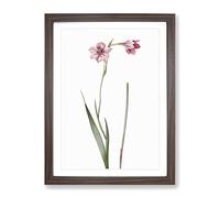 Pink Sword Lily By Pierre Joseph Redoute Vintage Framed Print | A3 Walnut Framed Wall Art | Ready to Hang | Classic Floral Picture | Living Room Bedroom Lounge Office