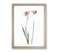 Pink Sword Lily By Pierre Joseph Redoute Vintage Framed Wall Art Print, Ready to Hang Picture for Living Room Bedroom Home Office Décor, Oak A4 (34 x 25 cm)