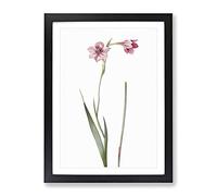 Pink Sword Lily By Pierre Joseph Redoute Vintage Framed Wall Art Print, Ready to Hang Picture for Living Room Bedroom Home Office Décor, Black A2 (64 x 46 cm)