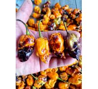 Pink Tiger X Moruga Yellow Chilli Seeds - 10 Fresh Seeds