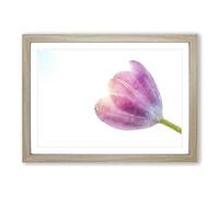Pink Tulip Reaching for The Sun Painting Framed Print | A2 Oak Framed Wall Art | Ready to Hang | Modern Floral Picture | Living Room Bedroom Lounge Office