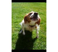 PIP THE DOG AND HOW IT BECAME ERRANT (THE ADVENTURES OF PIP THE DOG)