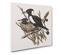 Piping Crow Shrikes by Elizabeth Gould Vintage Canvas Wall Art Print Ready to Hang, Framed Picture for Living Room Bedroom Home Office Décor, 20x20 Inch (50x50 cm)