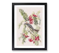 Piping Flycatcher Bird by John James Audubon Framed Print | A2 Black Framed Wall Art | Ready to Hang | Modern Nature Picture | Living Room Bedroom Lounge Office