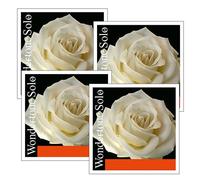 Pirastro Wondertone Solo Violine