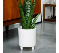 Ivyline Pisa White Planter