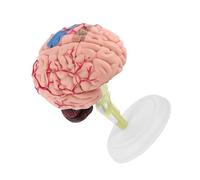 Pissente 1pc Disassembled Anatomical Human Brain Model, Teaching Tool with Colorful Painting and White Base, for Neurology Study and Patient Education